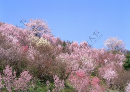 漫山遍野的桃花