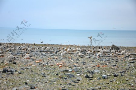 青海湖鸟类栖息地