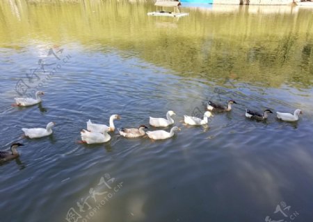 池塘排成队的鹅