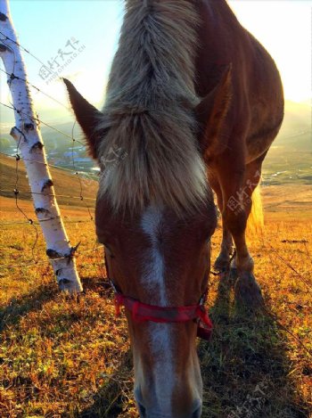 夕阳下的马儿悠闲吃草