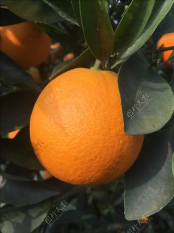 金堂脐橙树梢上的脐橙橙