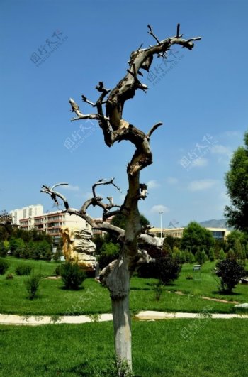 树雕塑