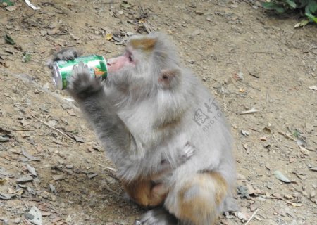 喝酒的猴子
