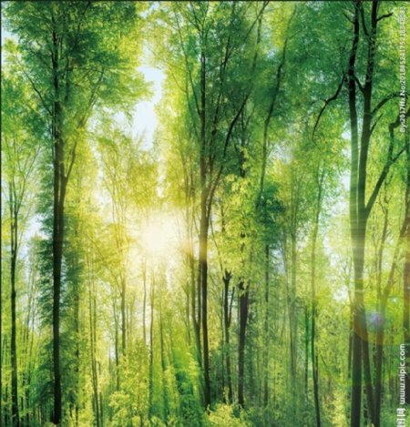 阳光绿树