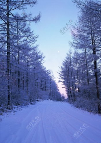 森林道路雪景