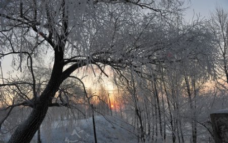 冬季的雪景