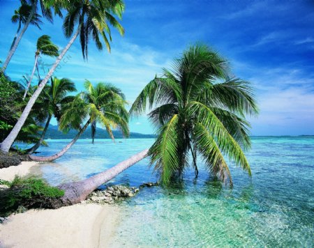 热带海滩海岛椰子树