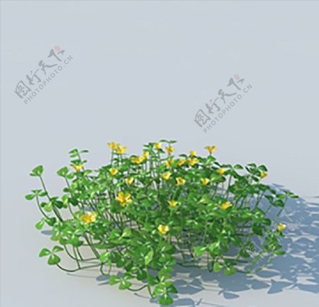 C4D植物模型