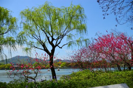 杭州西湖花红柳绿苏堤