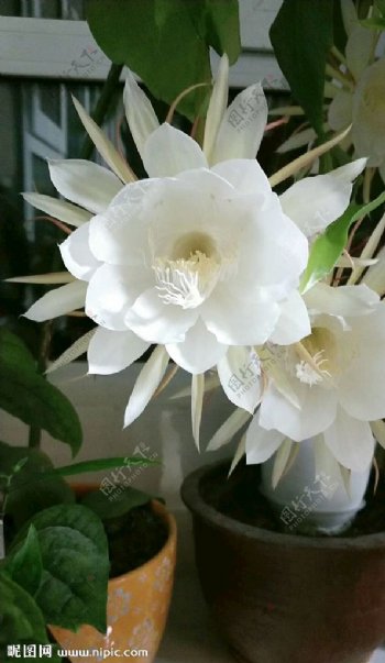 昙花白色花朵