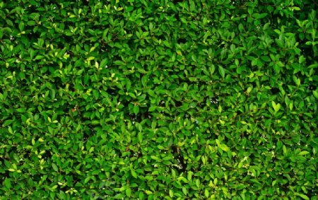 绿色茶树叶子背景素材