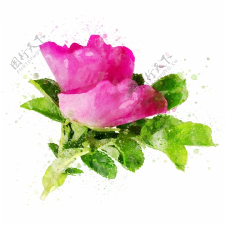 抽象手绘粉色清新植物水彩元素