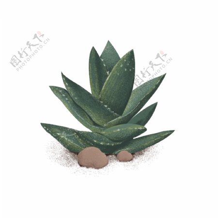 绿色手绘植物芦荟插画素材
