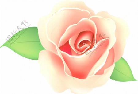 新鲜粉色玫瑰花矢量图