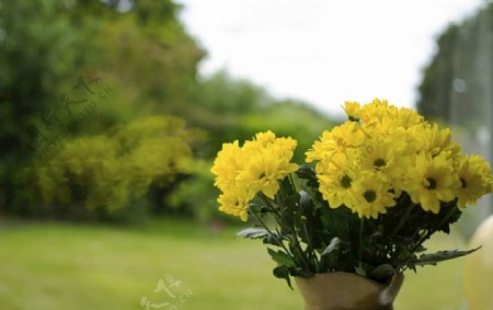 黄色菊花插花
