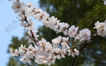 初春山桃花