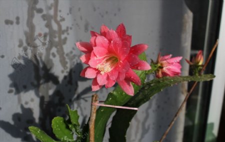 仙人掌花