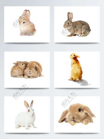 可爱兔子图片创意设计