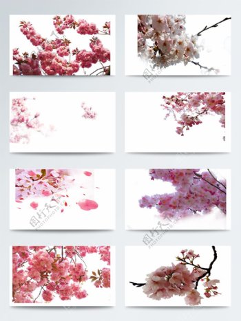 粉色樱花树枝装饰元素