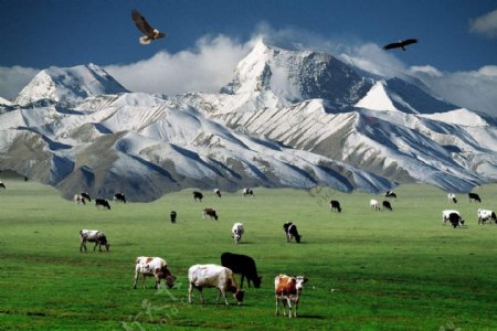 草原雪山