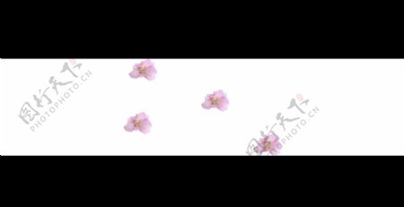 动态花卉背景视频