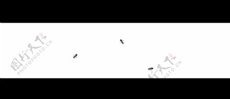 蚂蚁动态视频