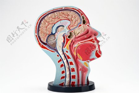 生物学大脑