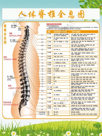 人体脊椎全息图60x80展板