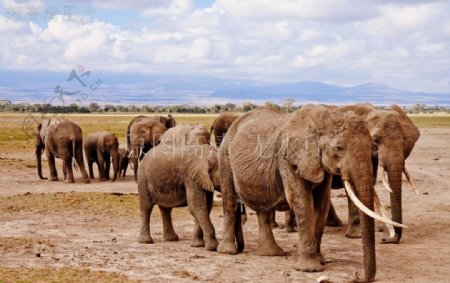 大象亚洲象象群动物