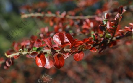 金秋小檗红叶