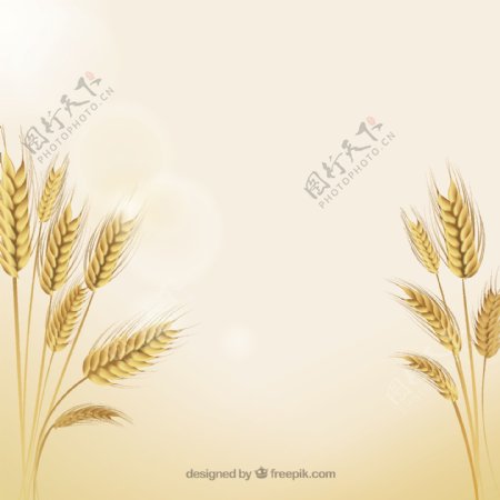 小麦插图