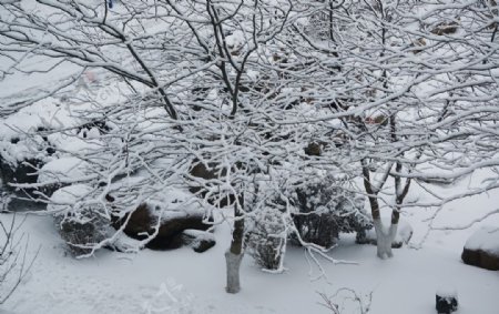 冬天大雪树