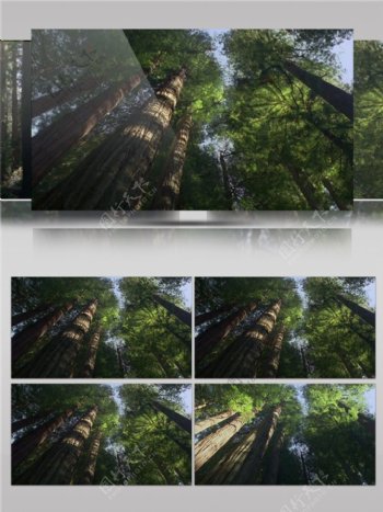 俯视森林大树视频音效