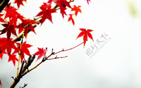 红枫秋叶