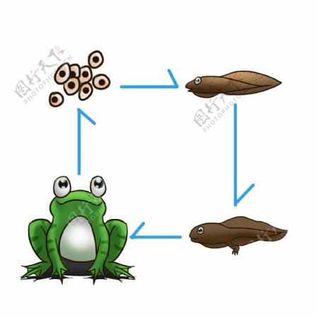 青蛙两栖动物的生长过程