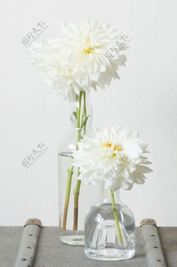 水培白菊花