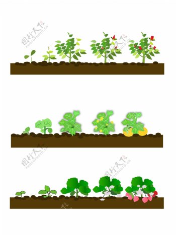 玫瑰南瓜草莓三种植物卡通生长过程套图