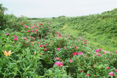 山坡的野花