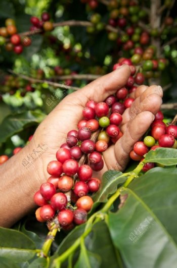 成熟未加工的咖啡豆