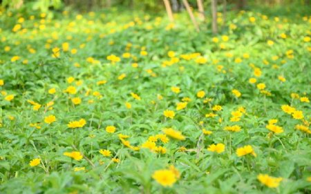 一片小黄花