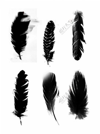 黑色深色羽毛不重叠可商用简约装饰素材