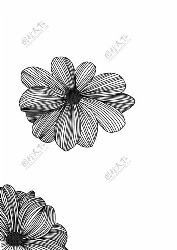 矢量黑白花朵