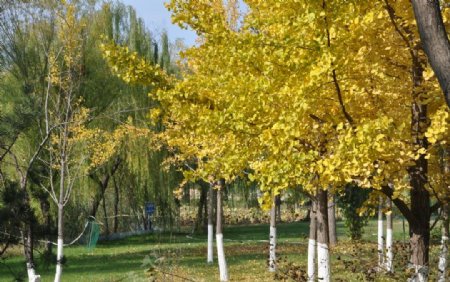 公园里秋天的银杏树