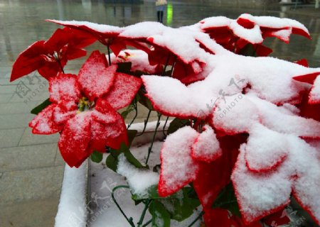 红叶上的积雪