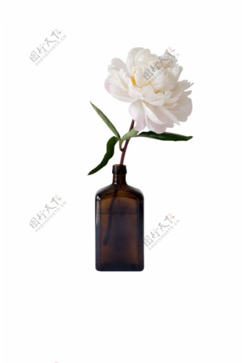 一瓶盆栽花朵玻璃瓶花朵装饰