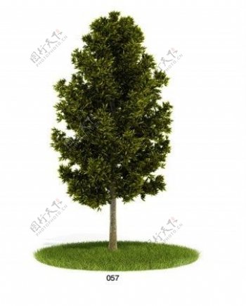 绿植乔木模型