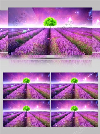 紫色薰衣草视频素材