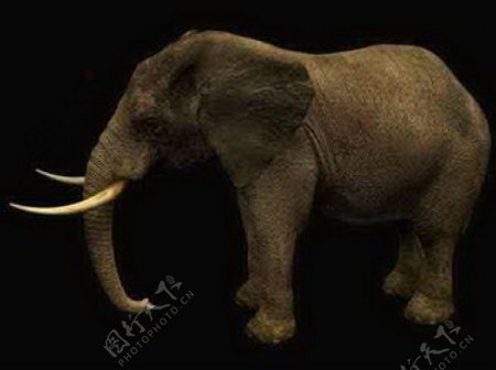 动物哺乳动物大象象牙非洲象亚洲象3d模型