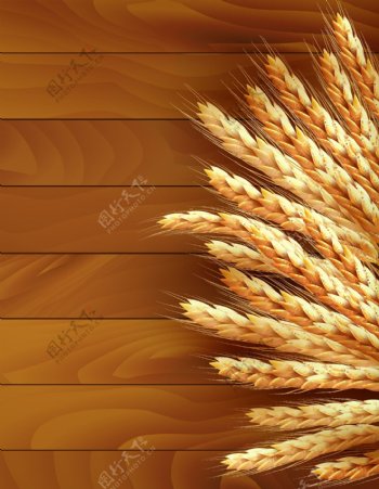 小麦原料矢量图片