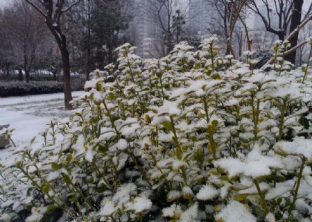 花草上的积雪